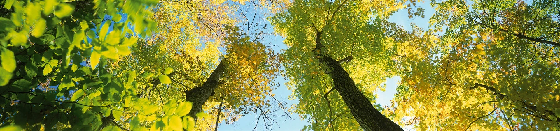 Environmental Policy